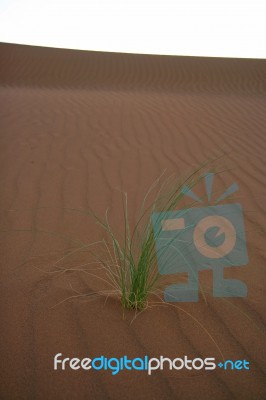 Desert Plant Stock Photo