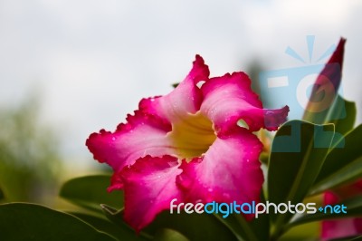 Desert Rose Stock Photo