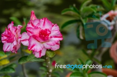 Desert Rose Flower In Garden Stock Photo