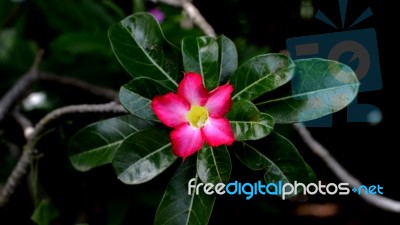 Desert Rose, Impala Lily, Mock Azalea Stock Photo