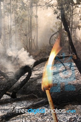 Destroyed By Burning Forest Stock Photo