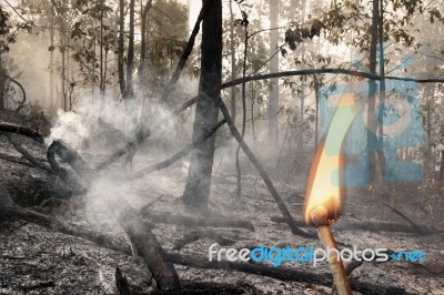 Destroyed By Burning Forest Stock Photo