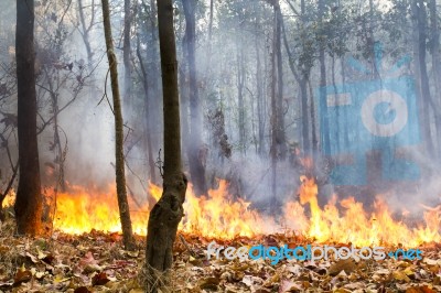 Destroyed By Burning Forest Stock Photo