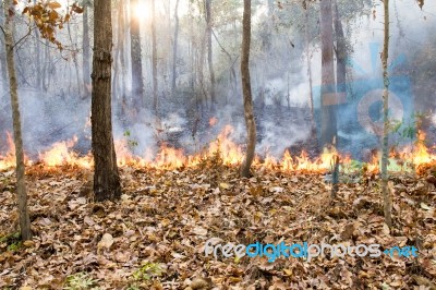 Destroyed By Burning Forest Stock Photo