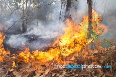 Destroyed By Burning Forest Stock Photo