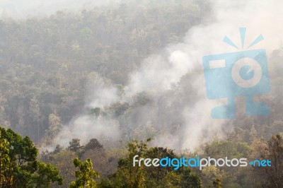 Destroyed By Burning Forest Stock Photo