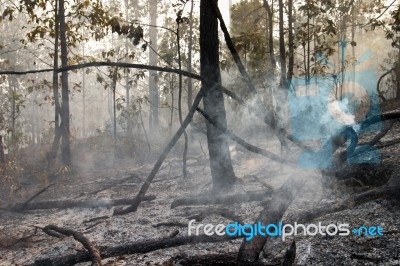 Destroyed tree in forest Stock Photo