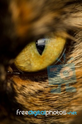 Detail Of Cat's Eye Stock Photo