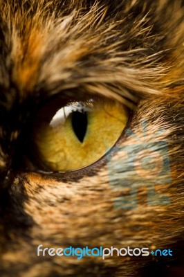 Detail Of Cat's Eye Stock Photo