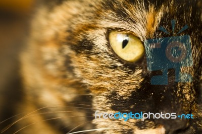 Detail Of Cat's Eye Stock Photo