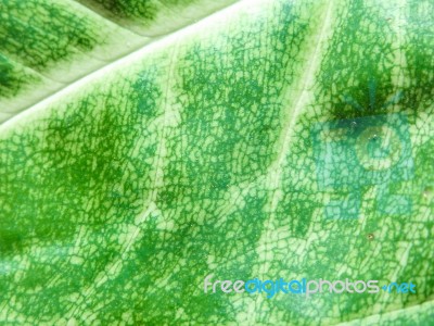 Detail Of Green Leaf Texture Background Stock Photo