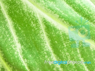 Detail Of Green Leaf Texture Background Stock Photo