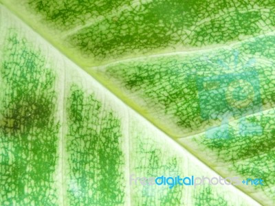 Detail Of Green Leaf Texture Background Stock Photo