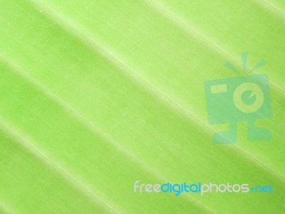 Detail Of Green Leaf Texture Background Stock Photo