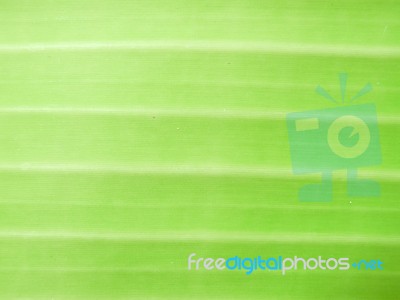 Detail Of Green Leaf Texture Background Stock Photo