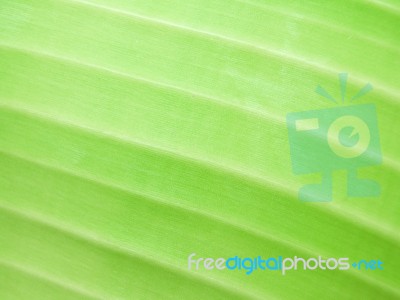 Detail Of Green Leaf Texture Background Stock Photo