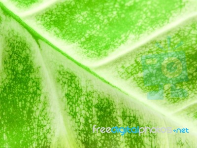 Detail Of Green Leaf Texture Background Stock Photo