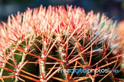 Detail Of Surface Cactus Stock Photo