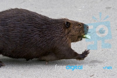 Detailed Closeup Of A Funny North American Beaver Stock Photo