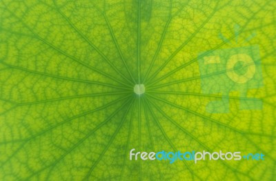 Detailed Lotus Leaf In Close Up For Background, Texture Stock Photo