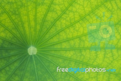 Detailed Lotus Leaf In Close Up For Background, Texture Stock Photo