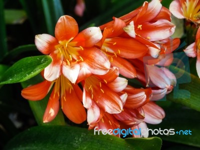 Details Of A Natal Lily Flower Stock Photo