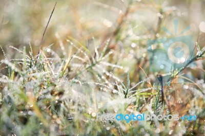 Dew Drop On Grass Stock Photo