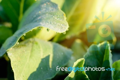 Dew Drop On Leaf Stock Photo