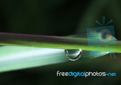 Dew Drop Under A Blade Of Grass Stock Photo