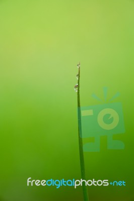 Dew Drops On Bamboo Leave Stock Photo