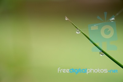 Dew Drops On Bamboo Leave Stock Photo