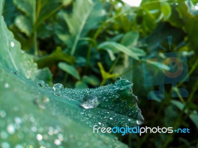 Dew Of Water On A Green Leaf Stock Photo