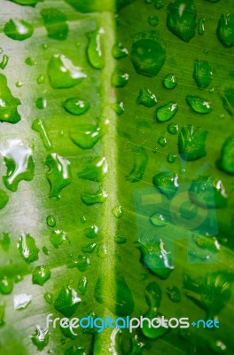 Dew On A Green Leaf Beautifully Detailed Stock Photo