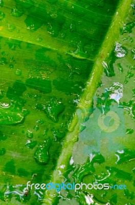 Dew On A Green Leaf Beautifully Detailed Stock Photo