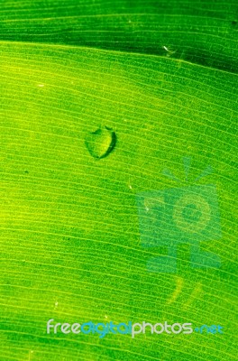 Dew On A Green Leaf Beautifully Detailed Stock Photo