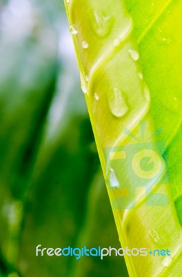 Dew On A Green Leaf Beautifully Detailed Stock Photo