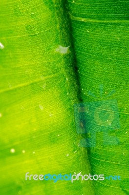 Dew On A Green Leaf Beautifully Detailed Stock Photo