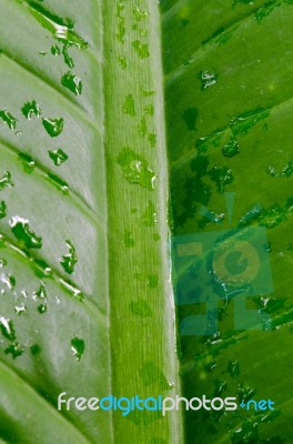 Dew On A Green Leaf Beautifully Detailed Stock Photo