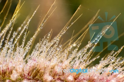 Dew On Leaves Stock Photo