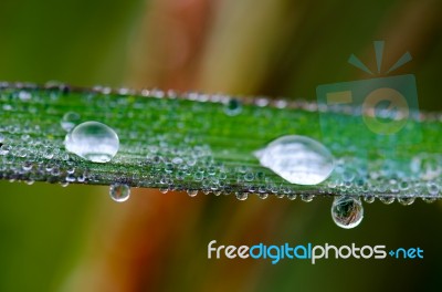 
Dew On Leaves Stock Photo