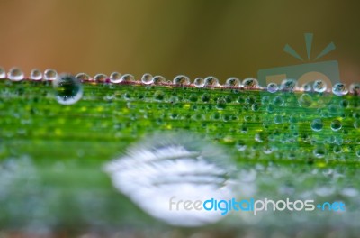 
Dew On Leaves Stock Photo