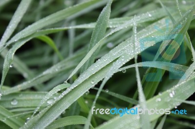 Dew On The Grass Stock Photo