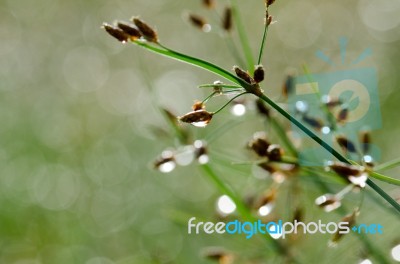 Dew On The Grass Stock Photo