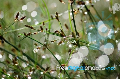 
Dew On The Grass Stock Photo