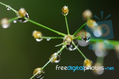 
Dew On The Grass Bright Island Beautiful Background Blur Cool Stock Photo