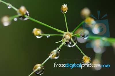 
Dew On The Grass Bright Island Beautiful Background Blur Cool Stock Photo