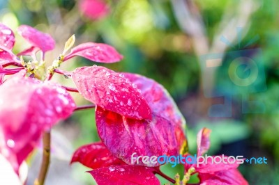 Dew On The Poinsettia Stock Photo