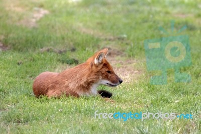 Dhole (cuon Alpinus) Also Called The Asiatic Wild Dog Or Indian Stock Photo