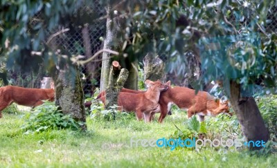 Dhole (cuon Alpinus) Also Called The Asiatic Wild Dog Or Indian Stock Photo