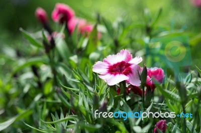 Dianthus Stock Photo